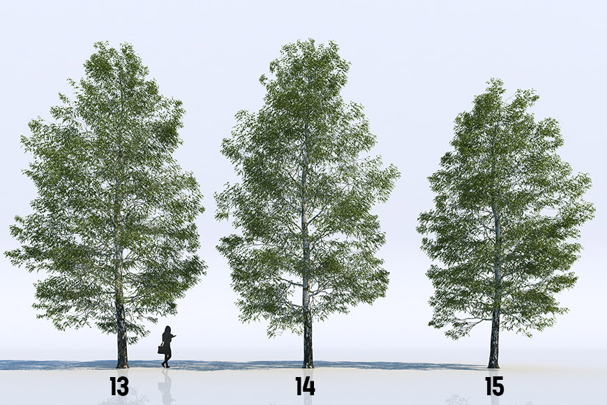 18 Birch Trees free Vizpeople